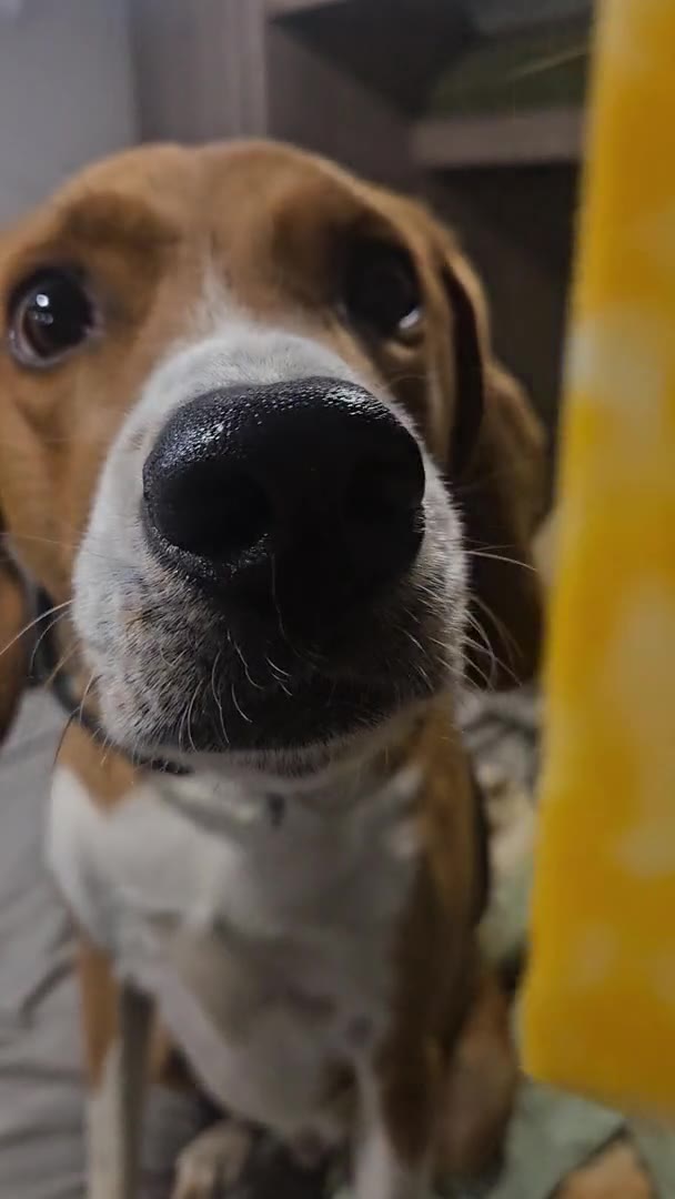 The best Cheese Dog!