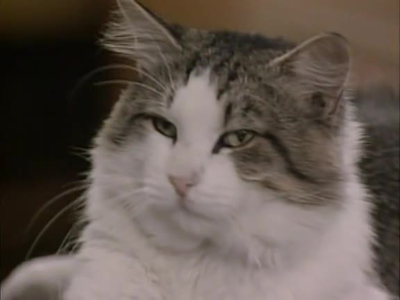 Alf: Looking For Lucky